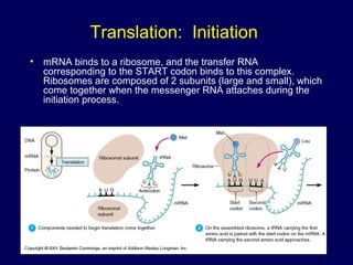 Translation: Initiation
• mRNA binds to a ribosome, and the transfer RNA
corresponding to the START codon binds to this complex.
Ribosomes are composed of 2 subunits (large and small), which
come together when the messenger RNA attaches during the
initiation process.
 