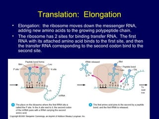 Translation: Elongation
• Elongation: the ribosome moves down the messenger RNA,
adding new amino acids to the growing polypeptide chain.
• The ribosome has 2 sites for binding transfer RNA. The first
RNA with its attached amino acid binds to the first site, and then
the transfer RNA corresponding to the second codon bind to the
second site.
 