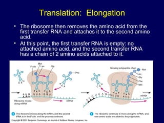 Translation: Elongation
• The ribosome then removes the amino acid from the
first transfer RNA and attaches it to the second amino
acid.
• At this point, the first transfer RNA is empty: no
attached amino acid, and the second transfer RNA
has a chain of 2 amino acids attached to it.
 