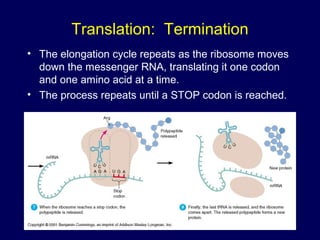• The elongation cycle repeats as the ribosome moves
down the messenger RNA, translating it one codon
and one amino acid at a time.
• The process repeats until a STOP codon is reached.
Translation: Termination
 