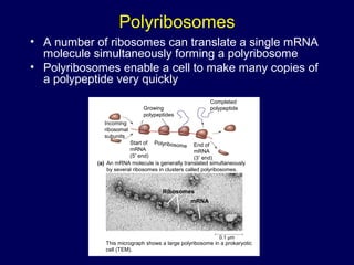 Polyribosomes
• A number of ribosomes can translate a single mRNA
molecule simultaneously forming a polyribosome
• Polyribosomes enable a cell to make many copies of
a polypeptide very quickly
Growing
polypeptides
Completed
polypeptide
Incoming
ribosomal
subunits
Start of
mRNA
(5′ end)
End of
mRNA
(3′ end)
Polyribosome
An mRNA molecule is generally translated simultaneously
by several ribosomes in clusters called polyribosomes.
(a)
Ribosomes
mRNA
This micrograph shows a large polyribosome in a prokaryotic
cell (TEM).
0.1 µm
 