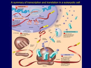 A summary of transcription and translation in a eukaryotic cell
Figure 17.26
TRANSCRIPTION
RNA is transcribed
from a DNA template.
DNA
RNA
polymerase
RNA
transcript
RNA PROCESSING
In eukaryotes, the
RNA transcript (pre-
mRNA) is spliced and
modified to produce
mRNA, which moves
from the nucleus to the
cytoplasm.
Exon
Poly-A
RNA transcript
(pre-mRNA)
Intron
NUCLEUS
Cap
FORMATION OF
INITIATION COMPLEX
After leaving the
nucleus, mRNA attaches
to the ribosome.
CYTOPLASM
mRNA
Poly-A
Growing
polypeptide
Ribosomal
subunits
Cap
Aminoacyl-tRNA
synthetase
Amino
acid
tRNA
AMINO ACID ACTIVATION
Each amino acid
attaches to its proper tRNA
with the help of a specific
enzyme and ATP.
Activated
amino acid
TRANSLATION
A succession of tRNAs
add their amino acids to
the polypeptide chain
as the mRNA is moved
through the ribosome
one codon at a time.
(When completed, the
polypeptide is released
from the ribosome.)
Anticodon
A C C
A A A
U G G U U U A U G
U
A CE A
Ribosome
1
Poly-A
5′
5′
3′
Codon
2
3 4
5
 