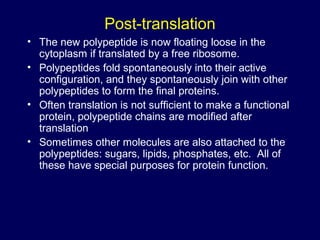 Post-translation
• The new polypeptide is now floating loose in the
cytoplasm if translated by a free ribosome.
• Polypeptides fold spontaneously into their active
configuration, and they spontaneously join with other
polypeptides to form the final proteins.
• Often translation is not sufficient to make a functional
protein, polypeptide chains are modified after
translation
• Sometimes other molecules are also attached to the
polypeptides: sugars, lipids, phosphates, etc. All of
these have special purposes for protein function.
 