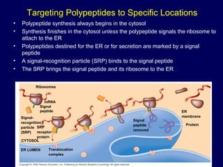 • Polypeptide synthesis always begins in the cytosol
• Synthesis finishes in the cytosol unless the polypeptide signals the ribosome to
attach to the ER
• Polypeptides destined for the ER or for secretion are marked by a signal
peptide
• A signal-recognition particle (SRP) binds to the signal peptide
• The SRP brings the signal peptide and its ribosome to the ER
Targeting Polypeptides to Specific Locations
Ribosomes
mRNA
Signal
peptide
Signal-
recognition
particle
(SRP)
SRP
receptor
protein
CYTOSOL
ER LUMEN Translocation
complex
Signal
peptide
removed
ER
membrane
Protein
 