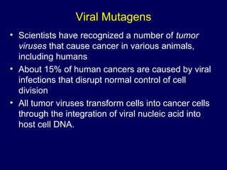 Viral Mutagens
• Scientists have recognized a number of tumor
viruses that cause cancer in various animals,
including humans
• About 15% of human cancers are caused by viral
infections that disrupt normal control of cell
division
• All tumor viruses transform cells into cancer cells
through the integration of viral nucleic acid into
host cell DNA.
 