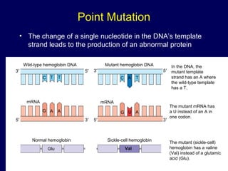 Point Mutation
• The change of a single nucleotide in the DNA’s template
strand leads to the production of an abnormal protein
In the DNA, the
mutant template
strand has an A where
the wild-type template
has a T.
The mutant mRNA has
a U instead of an A in
one codon.
The mutant (sickle-cell)
hemoglobin has a valine
(Val) instead of a glutamic
acid (Glu).
Mutant hemoglobin DNAWild-type hemoglobin DNA
mRNA mRNA
Normal hemoglobin Sickle-cell hemoglobin
Glu Val
C T T C A T
G A A G U A
3′ 5′ 3′ 5′
5′ 3′5′ 3′
 