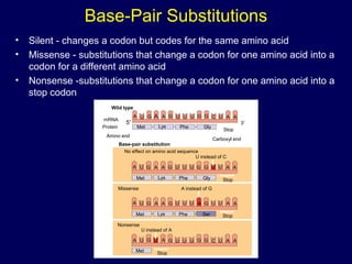 Base-Pair Substitutions
• Silent - changes a codon but codes for the same amino acid
• Missense - substitutions that change a codon for one amino acid into a
codon for a different amino acid
• Nonsense -substitutions that change a codon for one amino acid into a
stop codon
Wild type
A U G A A G U U U G G C U A A
mRNA
5′
Protein Met Lys Phe Gly
Stop
Carboxyl end
Amino end
3′
A U G A A G U U U G G U U A A
Met Lys Phe Gly
Base-pair substitution
No effect on amino acid sequence
U instead of C
Stop
A U G A A G U U U A G U U A A
Met Lys Phe Ser Stop
A U G U A G U U U G G C U A A
Met Stop
Missense A instead of G
Nonsense
U instead of A
 