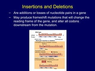 Insertions and Deletions
– Are additions or losses of nucleotide pairs in a gene
– May produce frameshift mutations that will change the
reading frame of the gene, and alter all codons
downstream from the mutation.
mRNA
Protein
Wild type
A U G A A G U U U G G C U A A
5′
Met Lys Phe Gly
Amino end Carboxyl end
Stop
Base-pair insertion or deletion
Frameshift causing immediate nonsense
A U G U A A G U U U G G C U A
A U G A A G U U G G C U A A
A U G U U U G G C U A A
Met Stop
U
Met Lys Leu Ala
Met Phe Gly
Stop
MissingA A G
Missing
Extra U
Frameshift causing
extensive missense
Insertion or deletion of 3 nucleotides:
no frameshift but extra or missing amino acid
3′
 