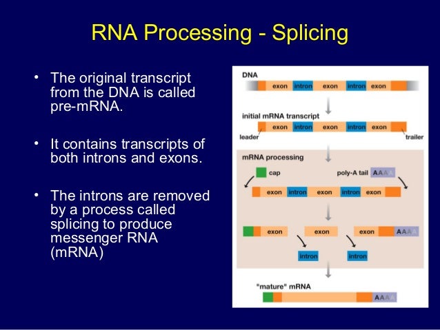 dna structure replication transcription