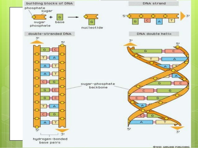 Dna Structure Review Dna Structure Review