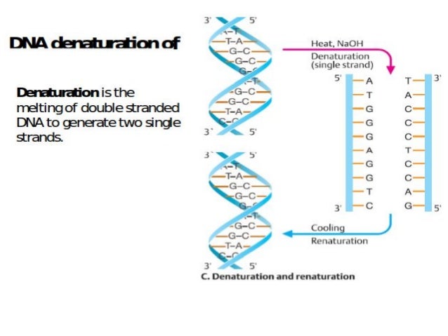 dna structure sb