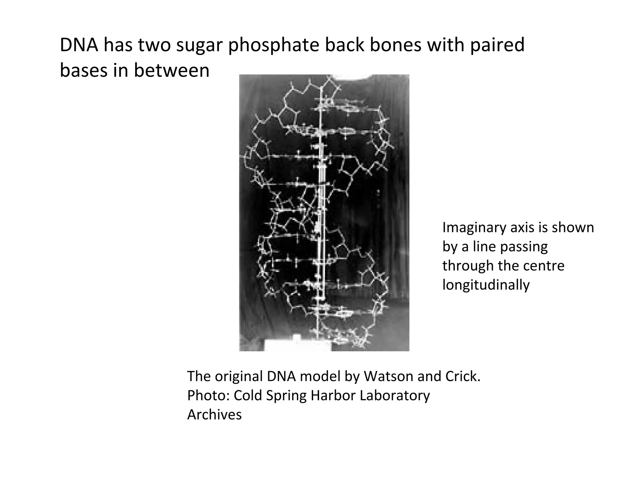The original DNA model by Watson and Crick.
Photo: Cold Spring Harbor Laboratory
Archives
Imaginary axis is shown
by a line passing
through the centre
longitudinally
DNA has two sugar phosphate back bones with paired
bases in between
 
