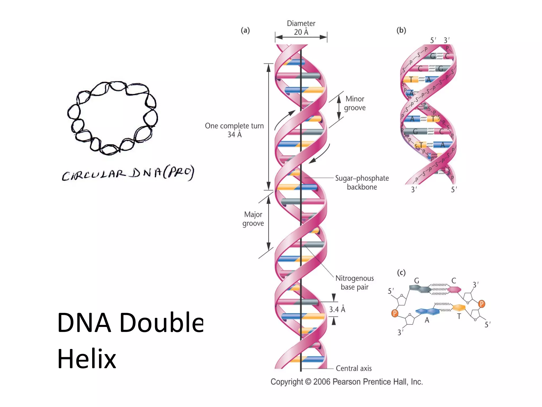 DNA Double
Helix
 