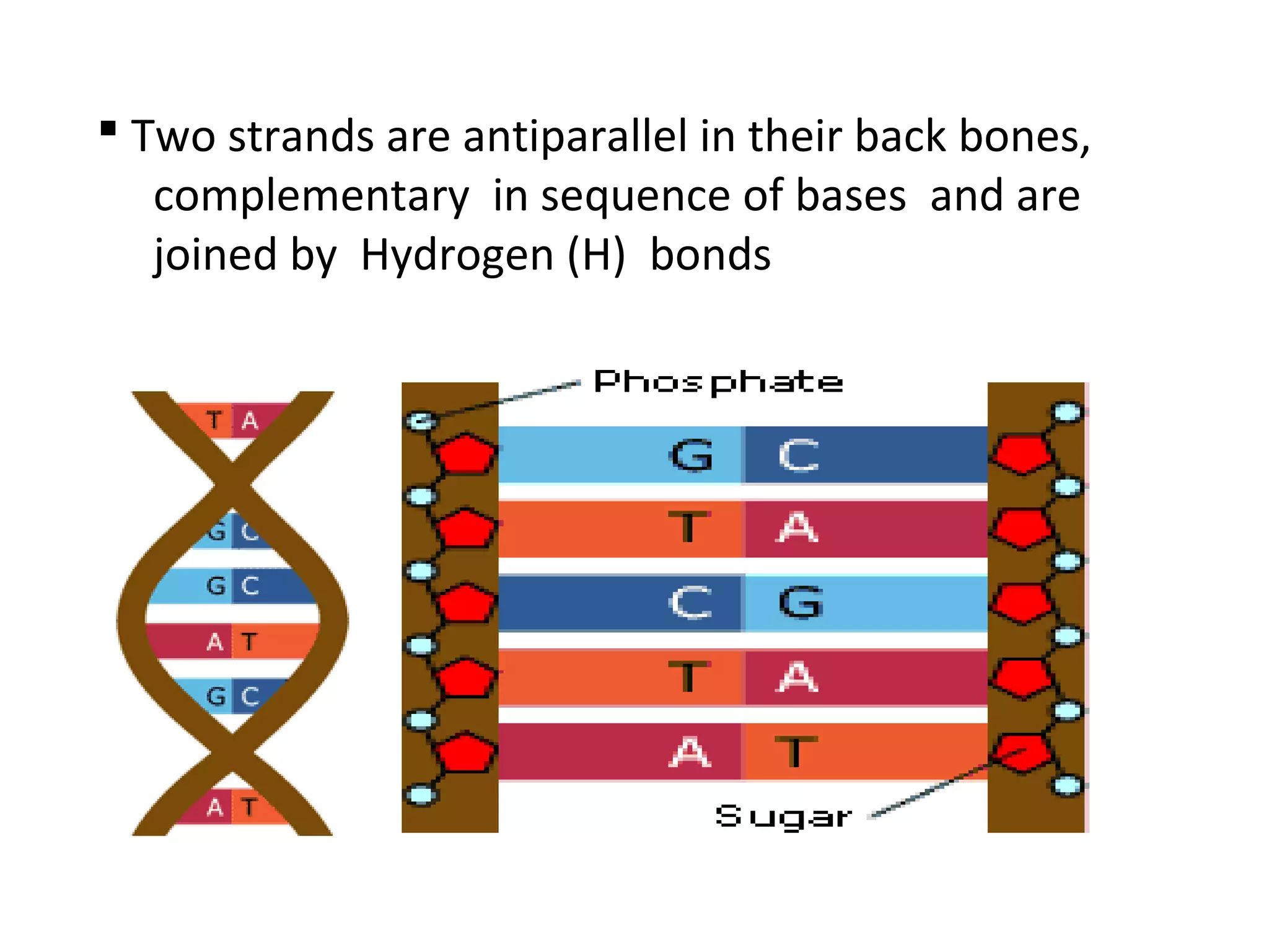  Two strands are antiparallel in their back bones,
complementary in sequence of bases and are
joined by Hydrogen (H) bonds
 
