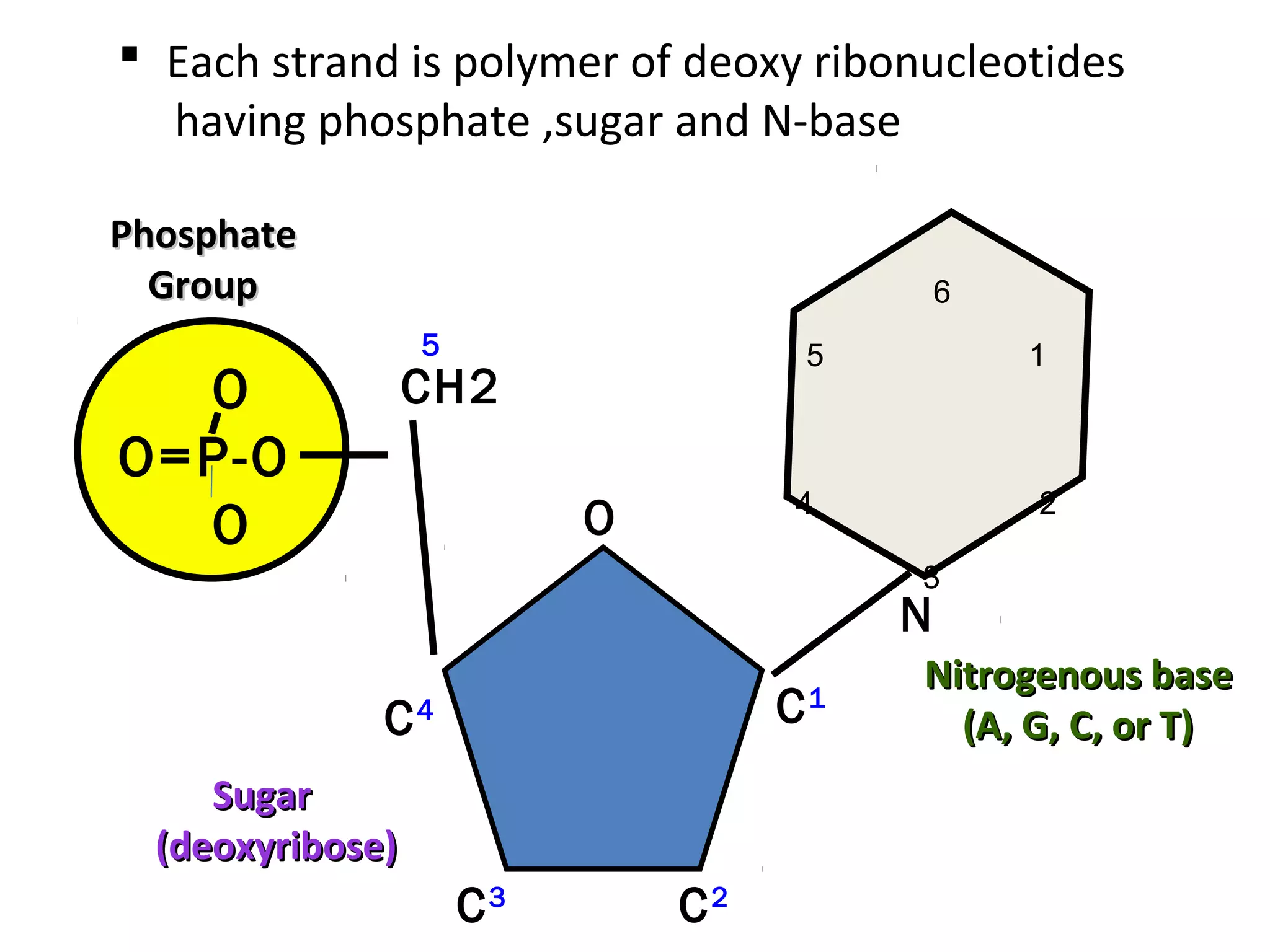 O
O=P-O
O
PhosphatePhosphate
GroupGroup
N
Nitrogenous baseNitrogenous base
(A, G, C, or T)(A, G, C, or T)
CH2
O
C1
C4
C3
C2
5
SugarSugar
(deoxyribose)(deoxyribose)
 Each strand is polymer of deoxy ribonucleotides
having phosphate ,sugar and N-base
1
2
3
4
5
6
 