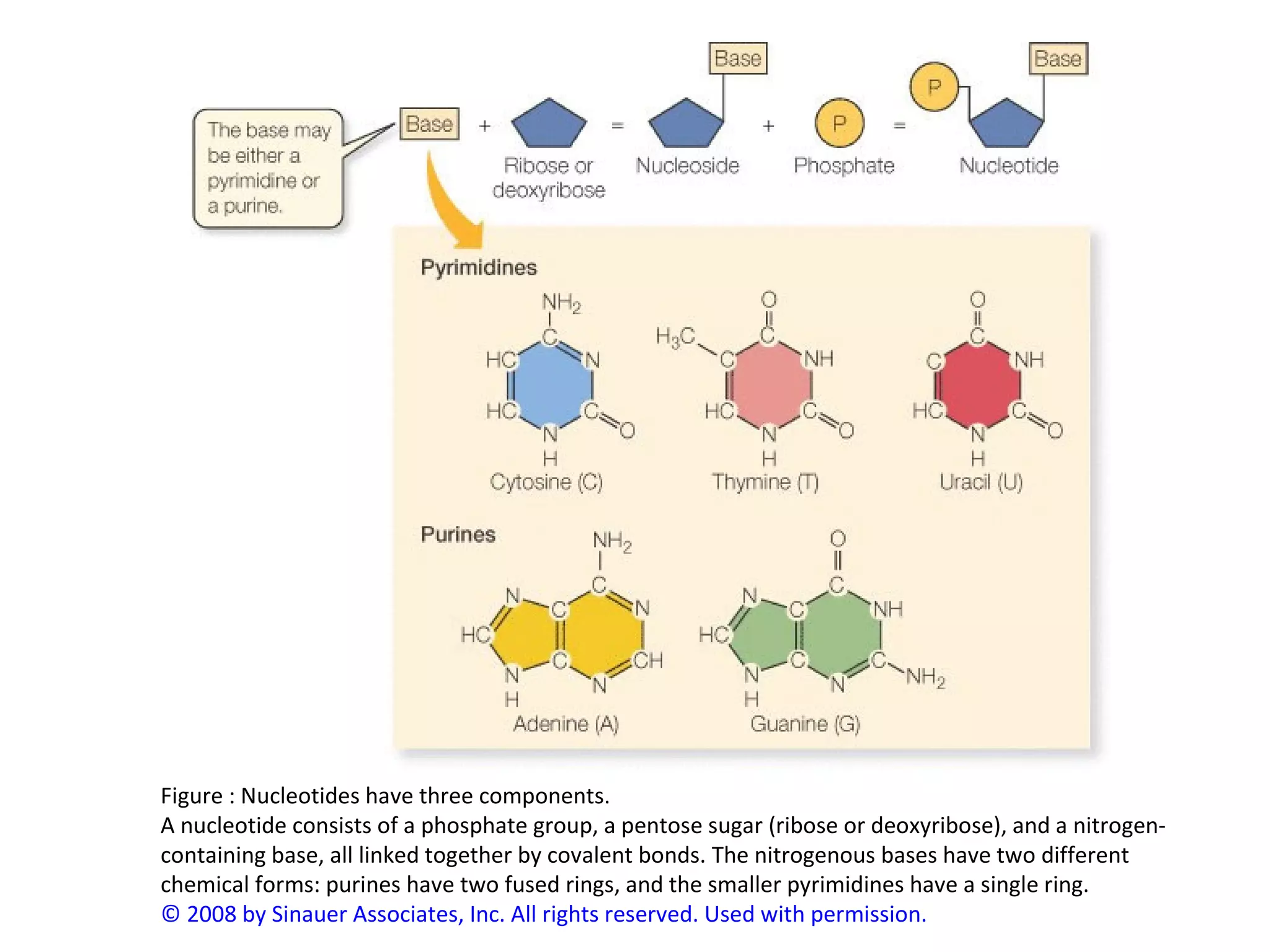 Figure : Nucleotides have three components.
A nucleotide consists of a phosphate group, a pentose sugar (ribose or deoxyribose), and a nitrogen-
containing base, all linked together by covalent bonds. The nitrogenous bases have two different
chemical forms: purines have two fused rings, and the smaller pyrimidines have a single ring.
© 2008 by Sinauer Associates, Inc. All rights reserved. Used with permission.
 