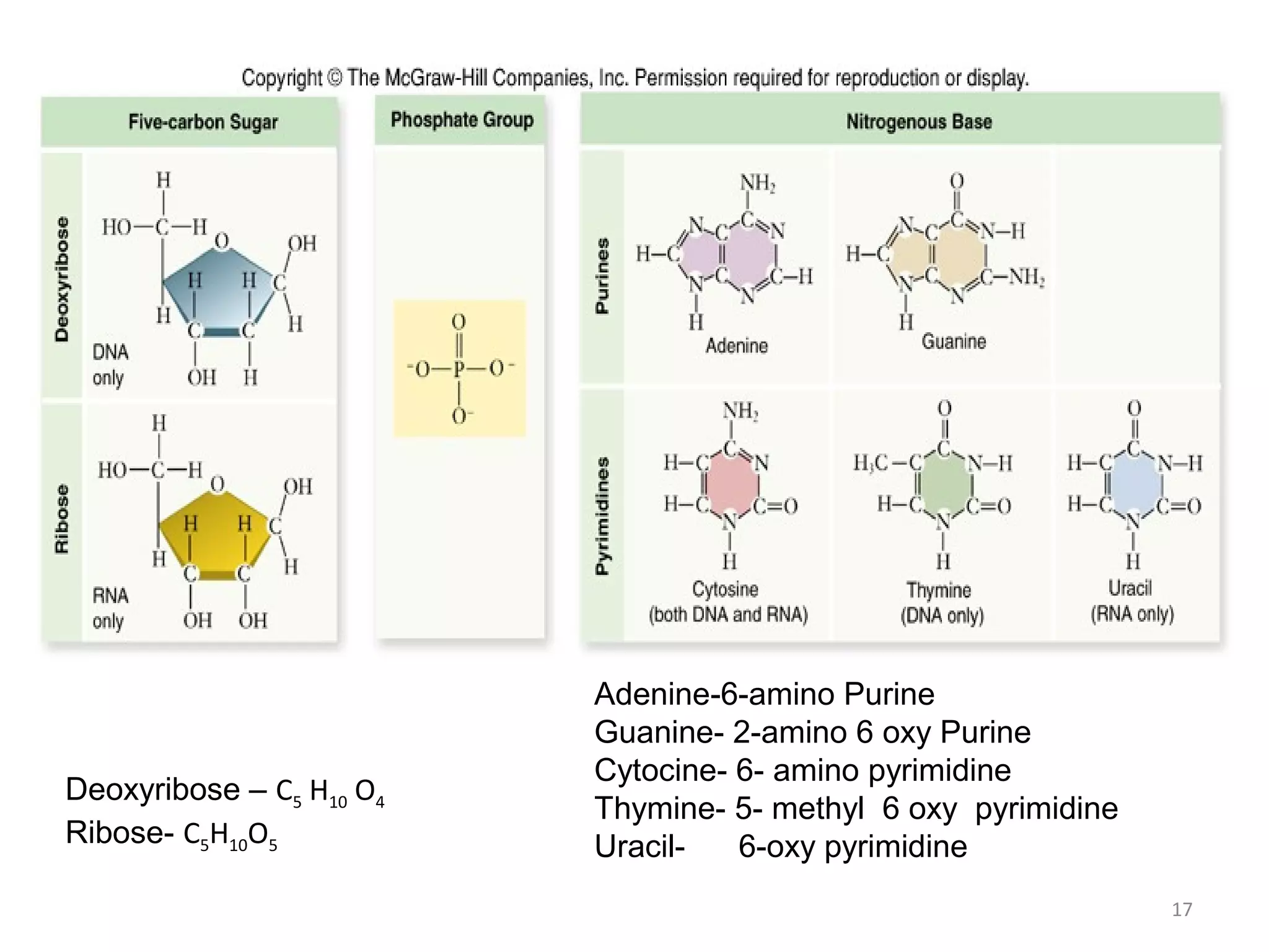 17
Deoxyribose – C5 H10 O4
Ribose- C5H10O5
Adenine-6-amino Purine
Guanine- 2-amino 6 oxy Purine
Cytocine- 6- amino pyrimidine
Thymine- 5- methyl 6 oxy pyrimidine
Uracil- 6-oxy pyrimidine
 