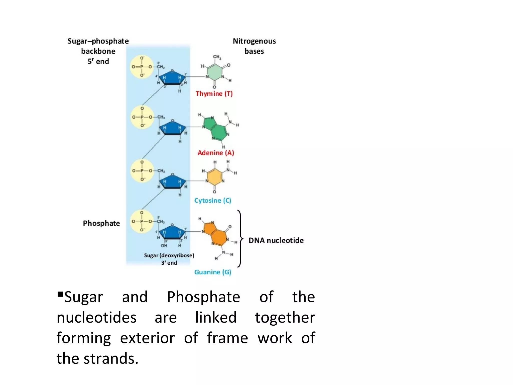 Sugar and Phosphate of the
nucleotides are linked together
forming exterior of frame work of
the strands.
 