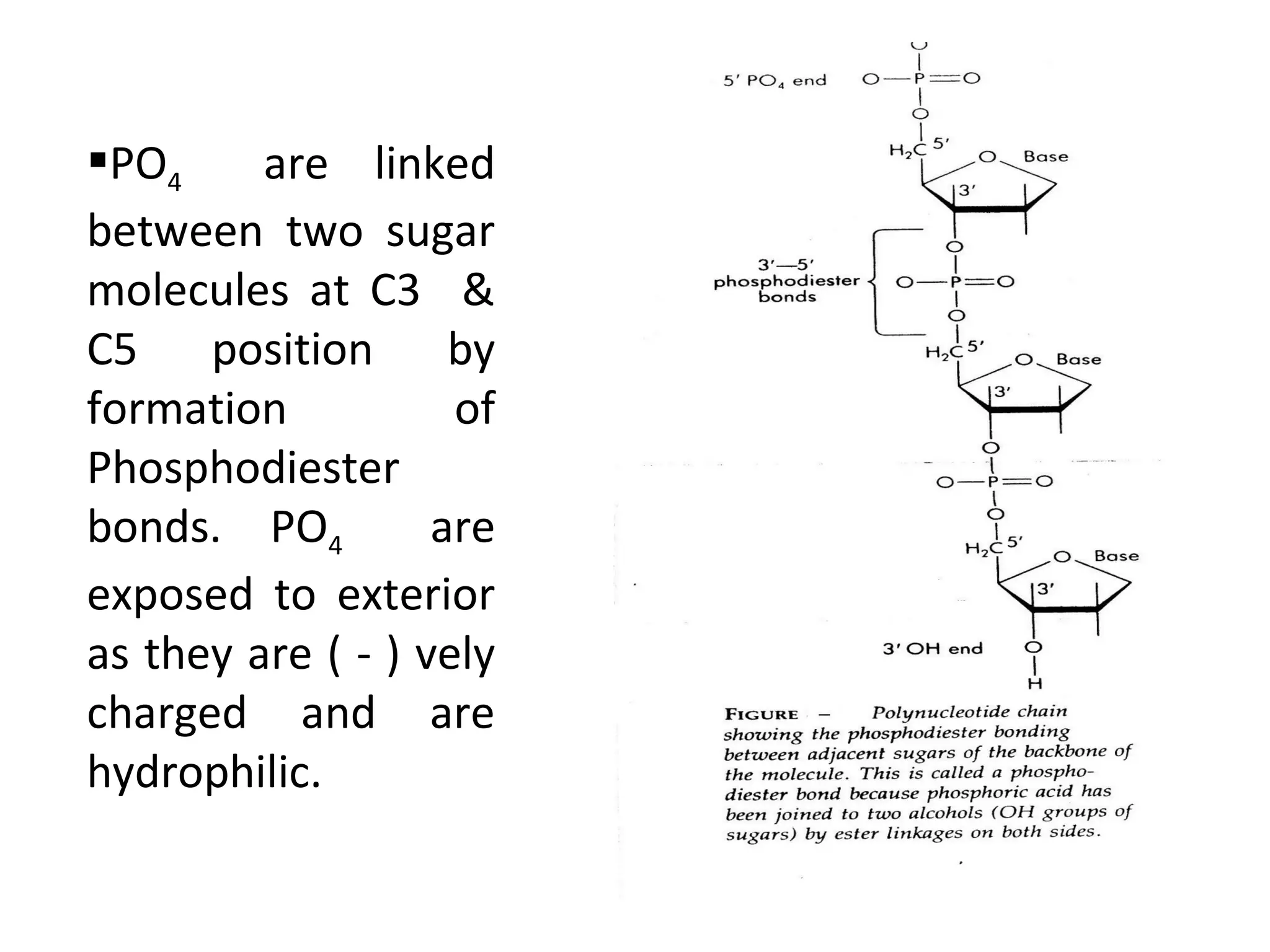 PO4 are linked
between two sugar
molecules at C3 &
C5 position by
formation of
Phosphodiester
bonds. PO4 are
exposed to exterior
as they are ( - ) vely
charged and are
hydrophilic.
 