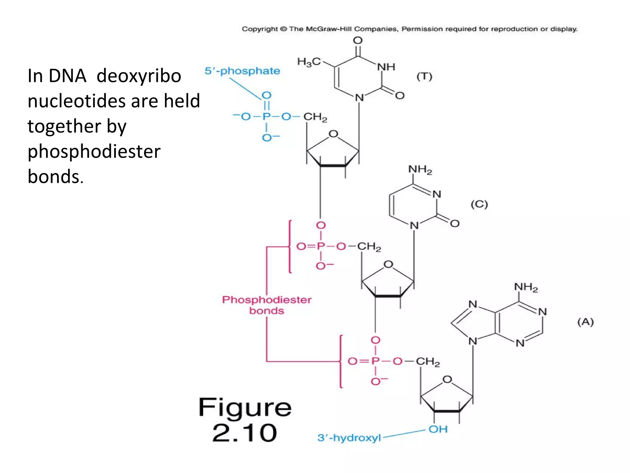 In DNA deoxyribo
nucleotides are held
together by
phosphodiester
bonds.
 
