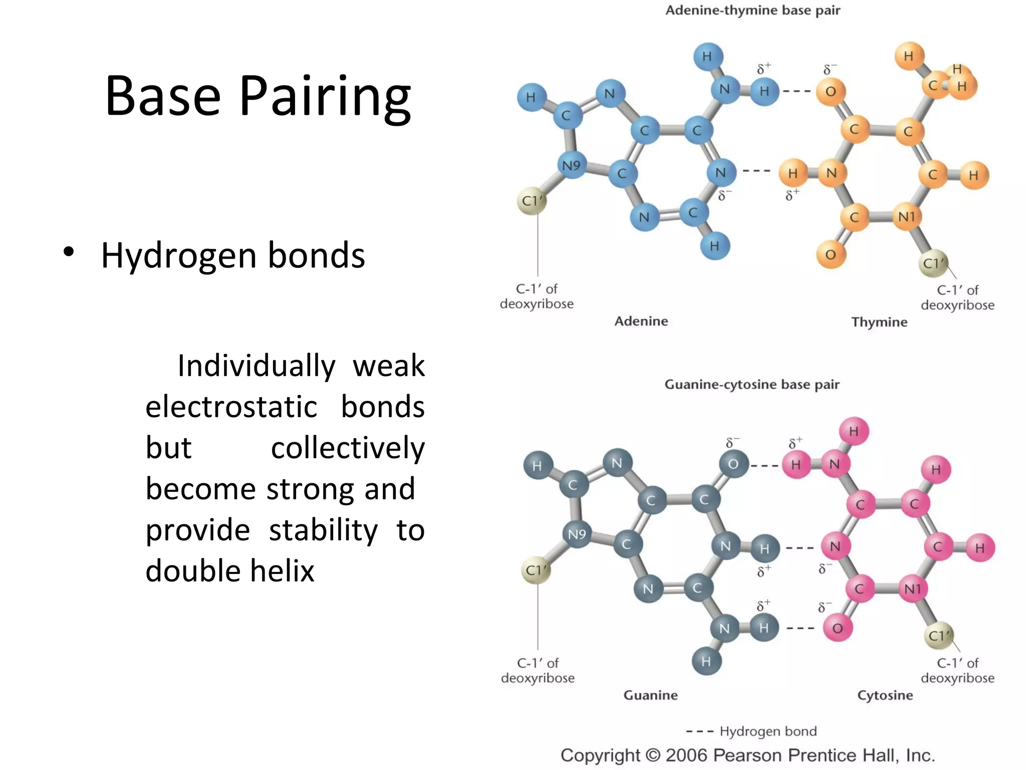 Base Pairing
• Hydrogen bonds
Individually weak
electrostatic bonds
but collectively
become strong and
provide stability to
double helix
 