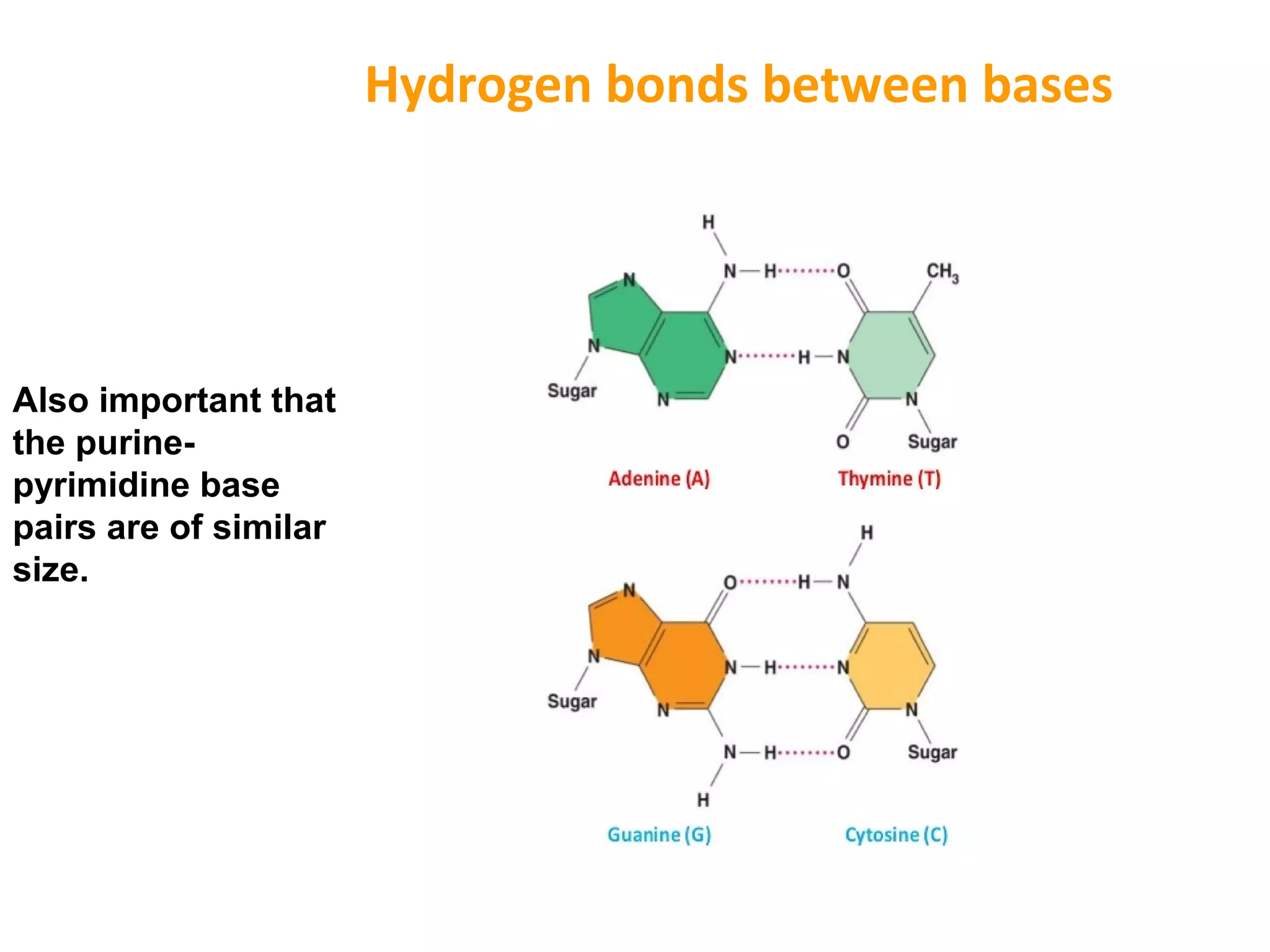 Hydrogen bonds between bases
Also important that
the purine-
pyrimidine base
pairs are of similar
size.
 
