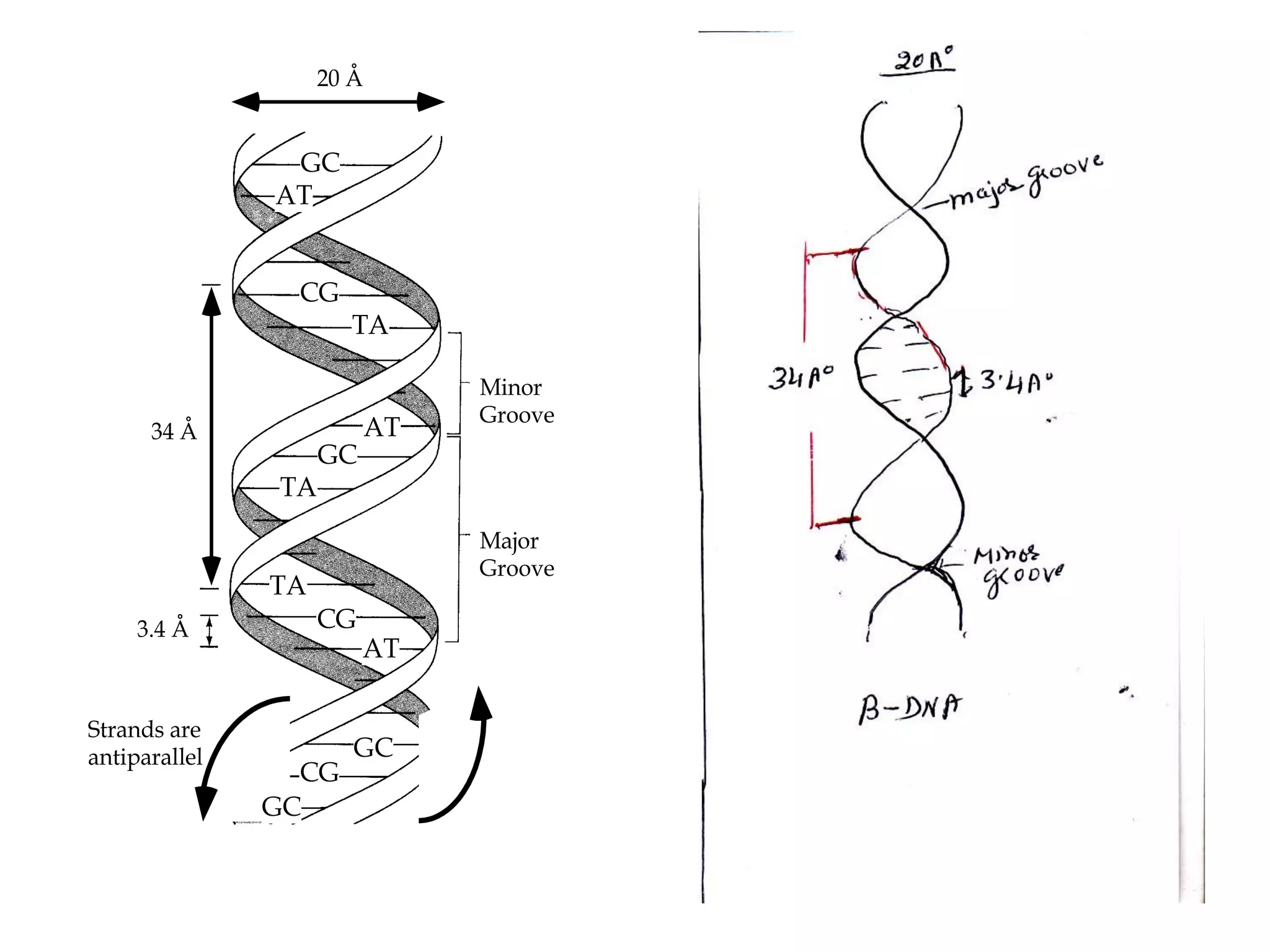 34 Å
3.4 Å
20 Å
Minor
Groove
Major
Groove
GC
CG
AT
TA
CG
GC
AT
TA
TA
AT
GC
CG
GC
Strands are
antiparallel
 