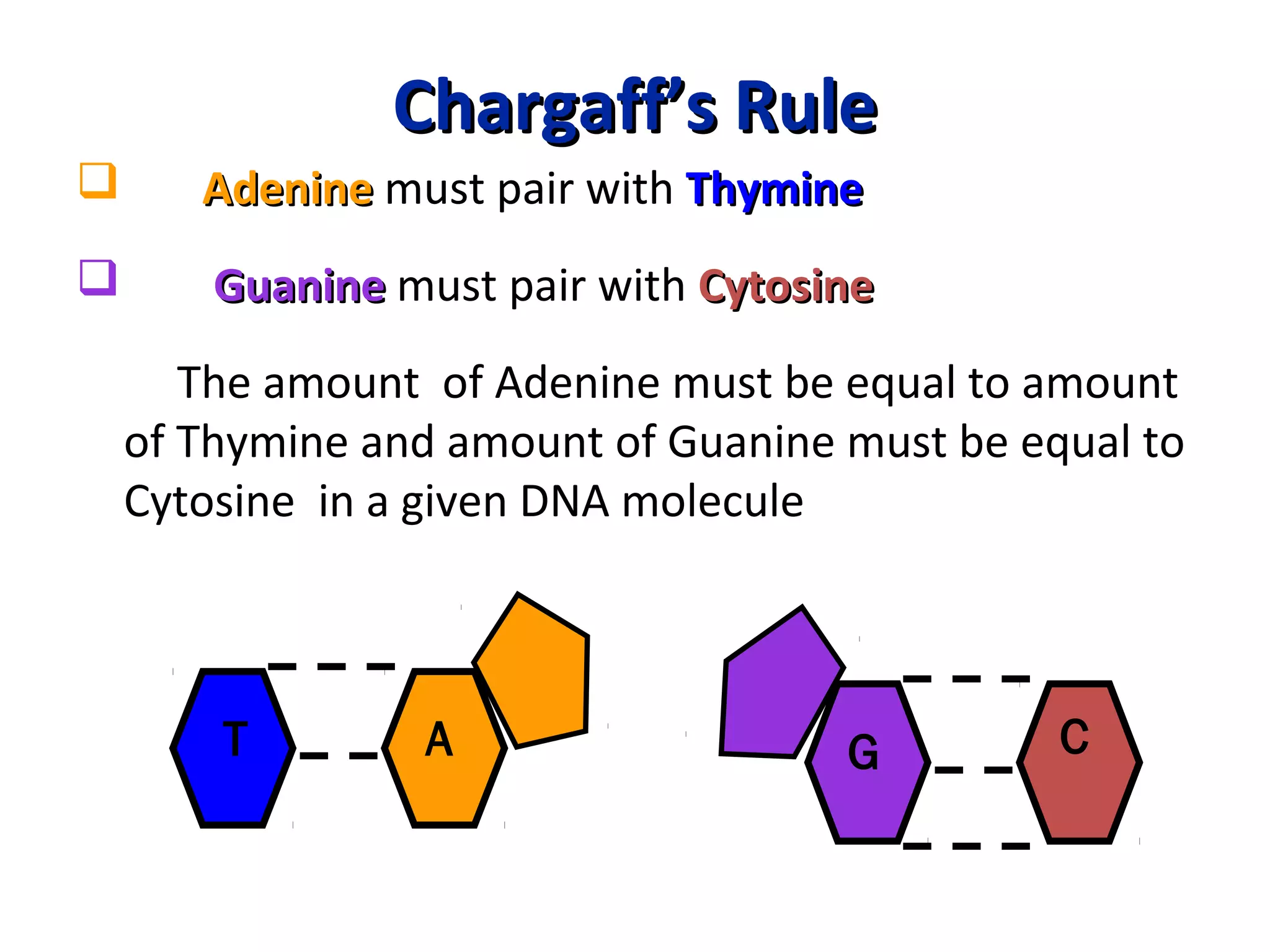 Chargaff’s RuleChargaff’s Rule
 AdenineAdenine must pair with ThymineThymine
 GuanineGuanine must pair with CytosineCytosine
The amount of Adenine must be equal to amount
of Thymine and amount of Guanine must be equal to
Cytosine in a given DNA molecule
G CT A
 