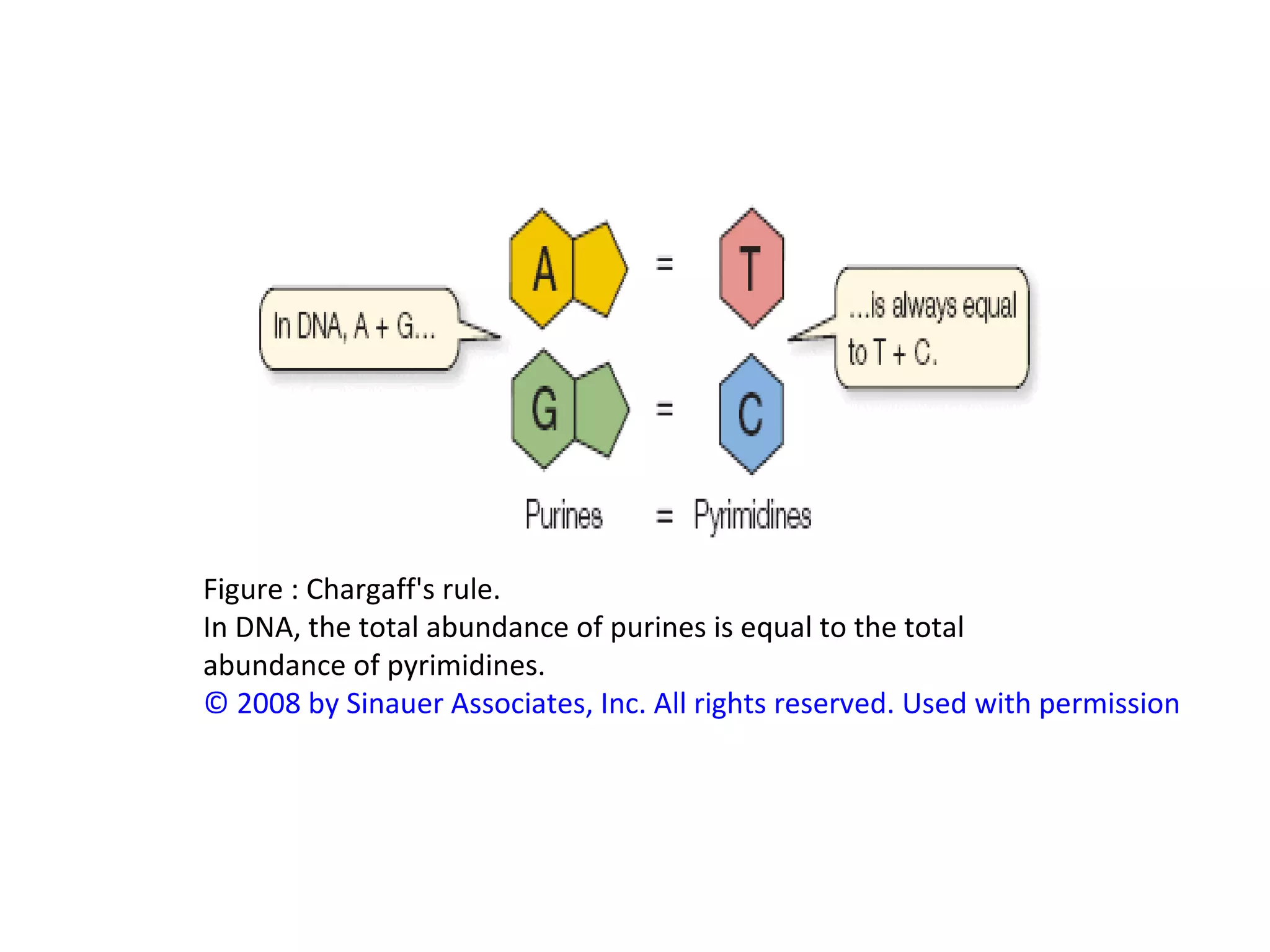 Figure : Chargaff's rule.
In DNA, the total abundance of purines is equal to the total
abundance of pyrimidines.
© 2008 by Sinauer Associates, Inc. All rights reserved. Used with permission
 