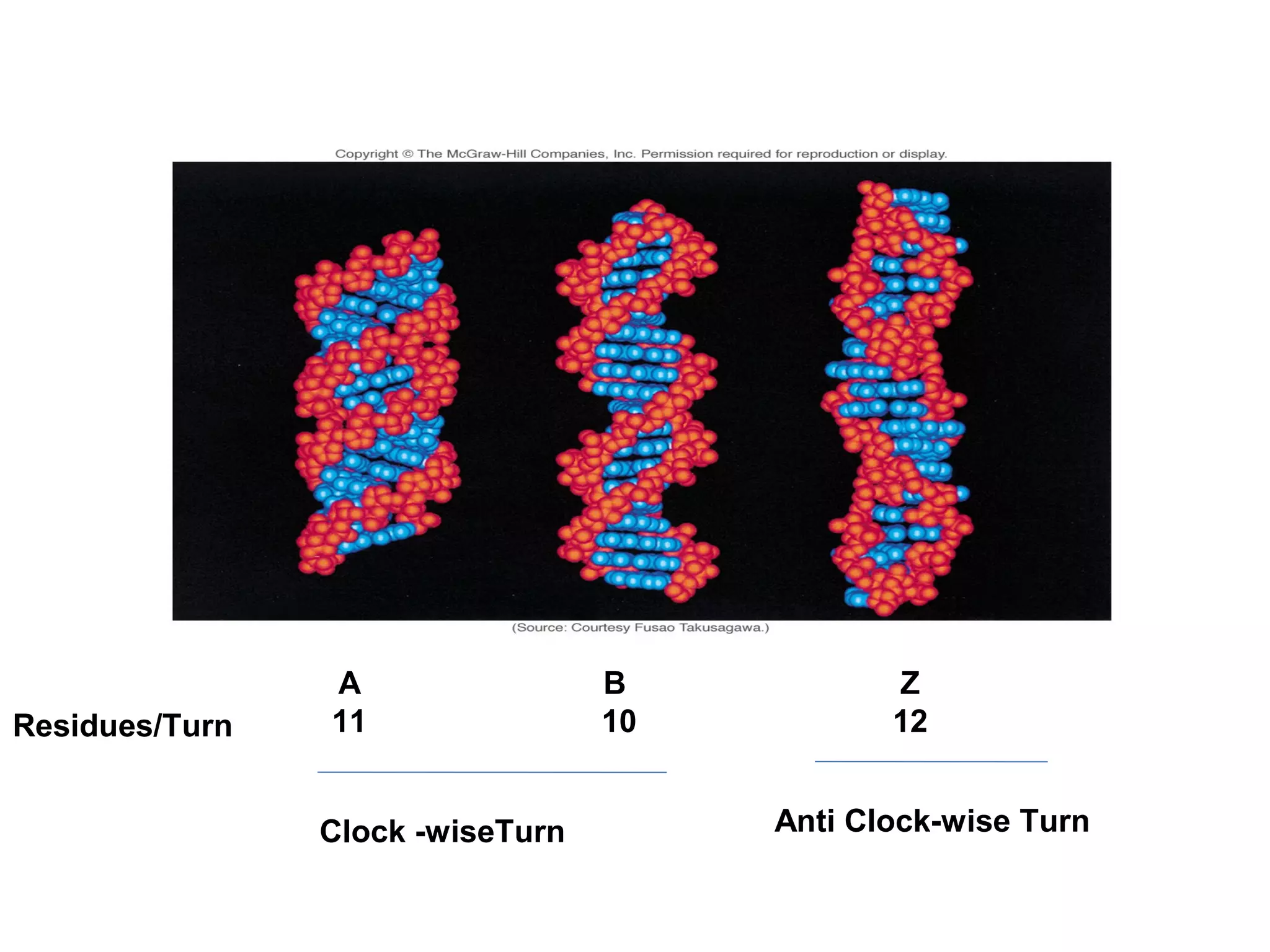 A
11
B
10
Z
12Residues/Turn
Clock -wiseTurn Anti Clock-wise Turn
 