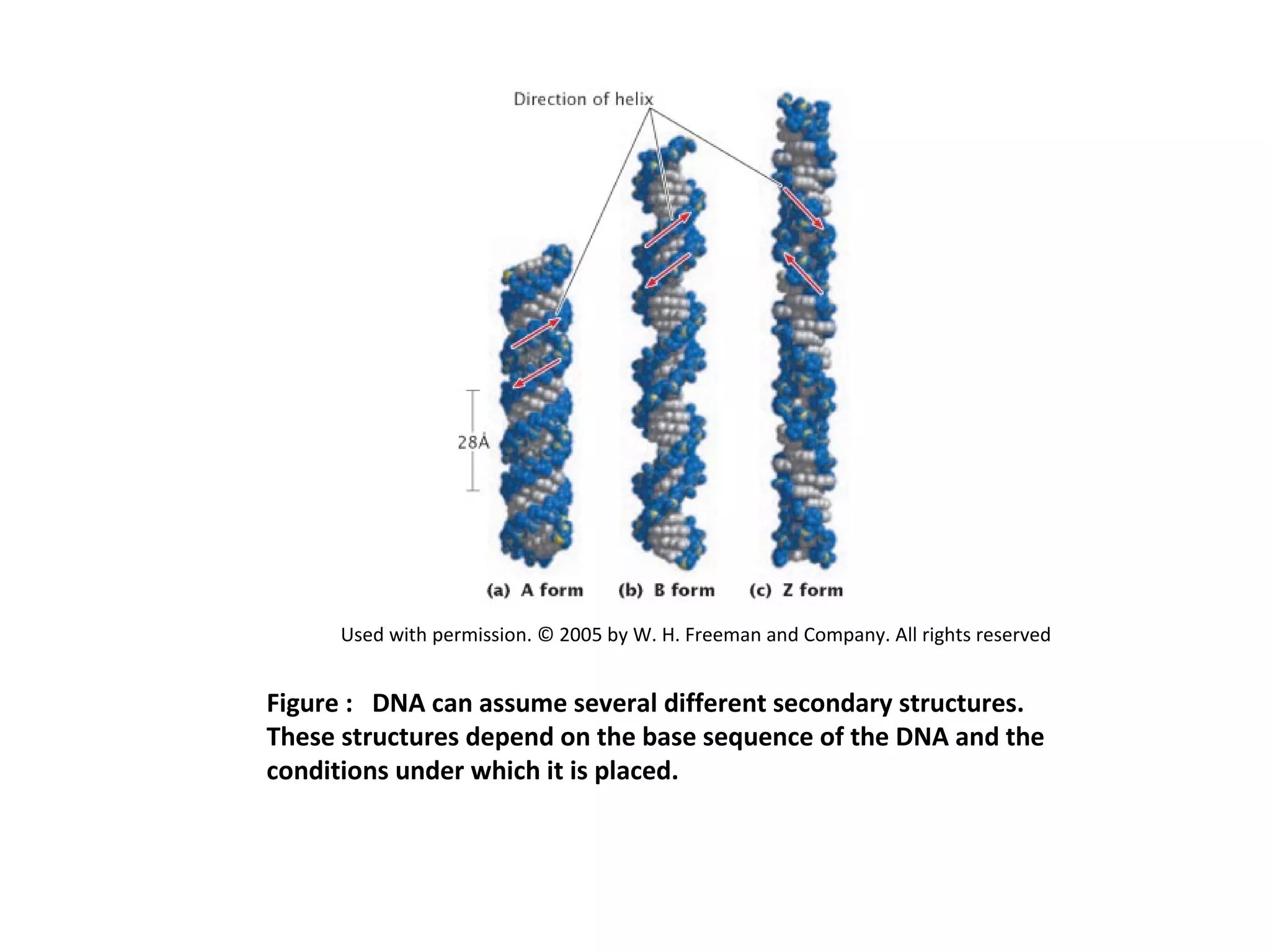 Figure : DNA can assume several different secondary structures.
These structures depend on the base sequence of the DNA and the
conditions under which it is placed.
Used with permission. © 2005 by W. H. Freeman and Company. All rights reserved
 