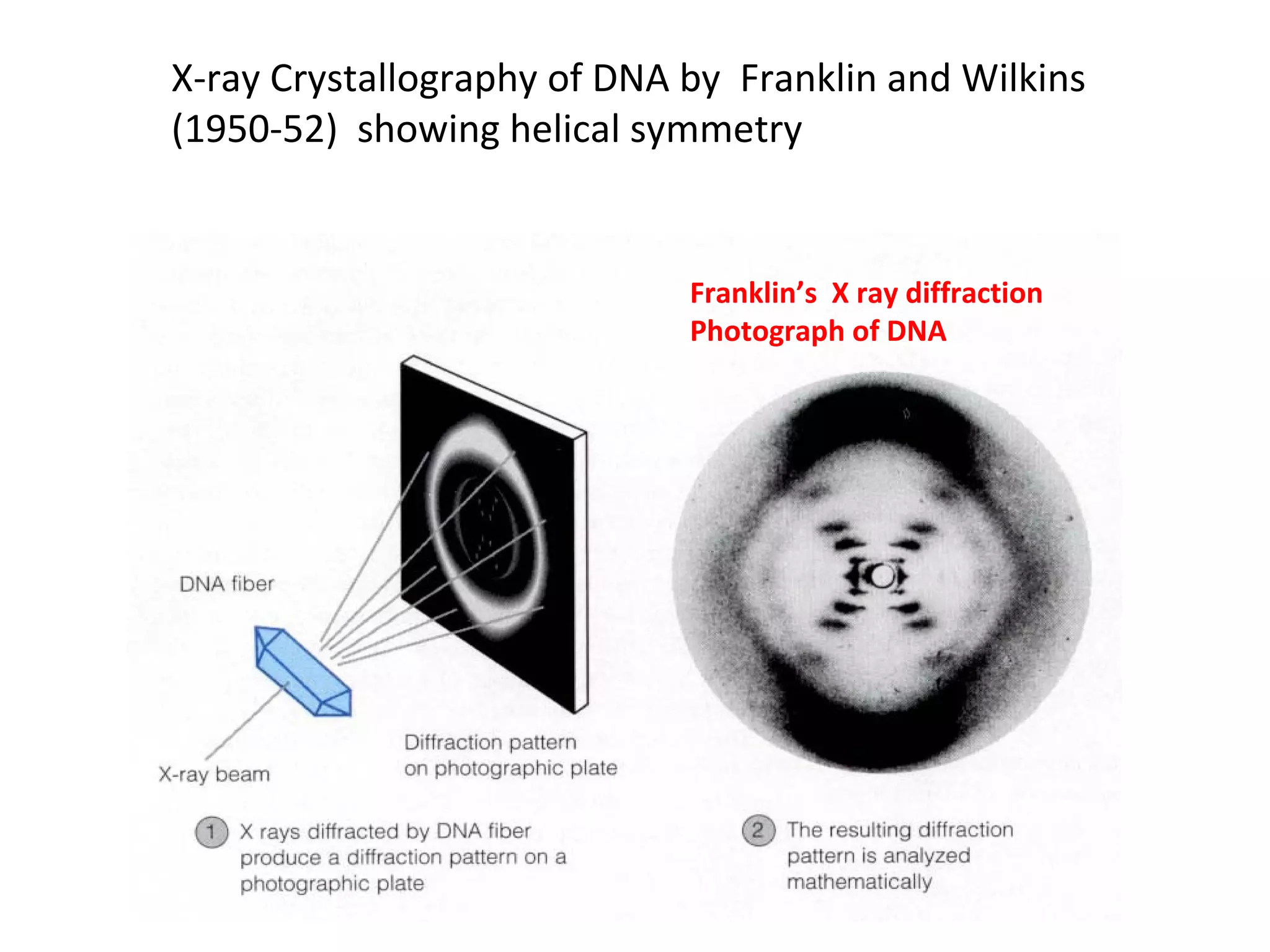 X-ray Crystallography of DNA by Franklin and Wilkins
(1950-52) showing helical symmetry
Franklin’s X ray diffraction
Photograph of DNA
 