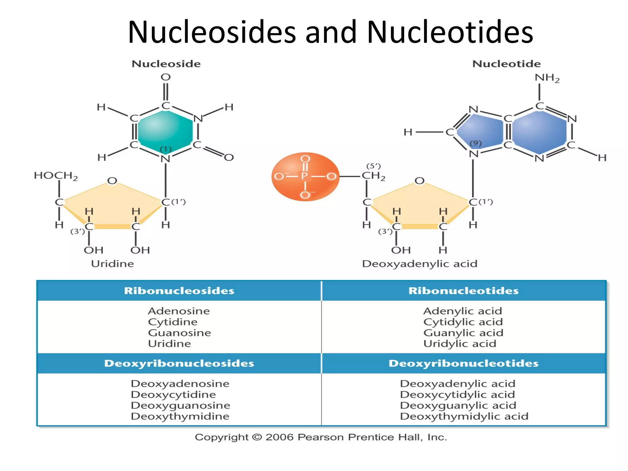 Nucleosides and Nucleotides
 
