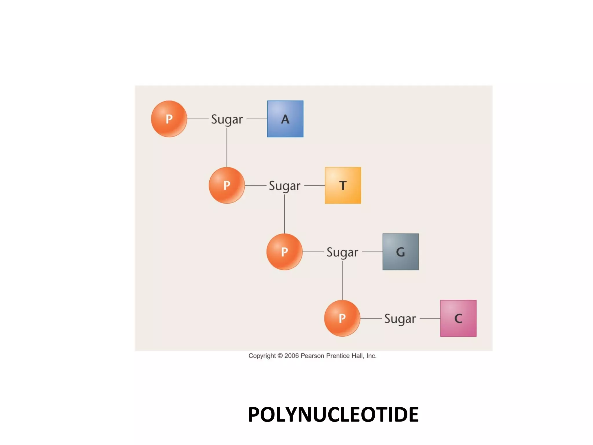 POLYNUCLEOTIDE
 