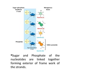 PO4 are linked
between two sugar
molecules at C3 &
C5 position by
formation of
Phosphodiester
bonds. PO4 are
exposed to e...