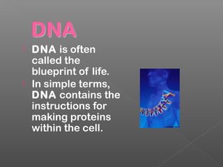  DNA is often
called the
blueprint of life.
 In simple terms,
DNA contains the
instructions for
making proteins
within the cell.
 