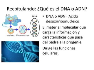 Recpitulando: ¿Qué es el DNA o ADN?
• DNA o ADN= Acido
desoxirribonucleico
El material molecular que
carga la información y
características que pasa
del padre a la progenie.
Dirige las funciones
celulares.
 