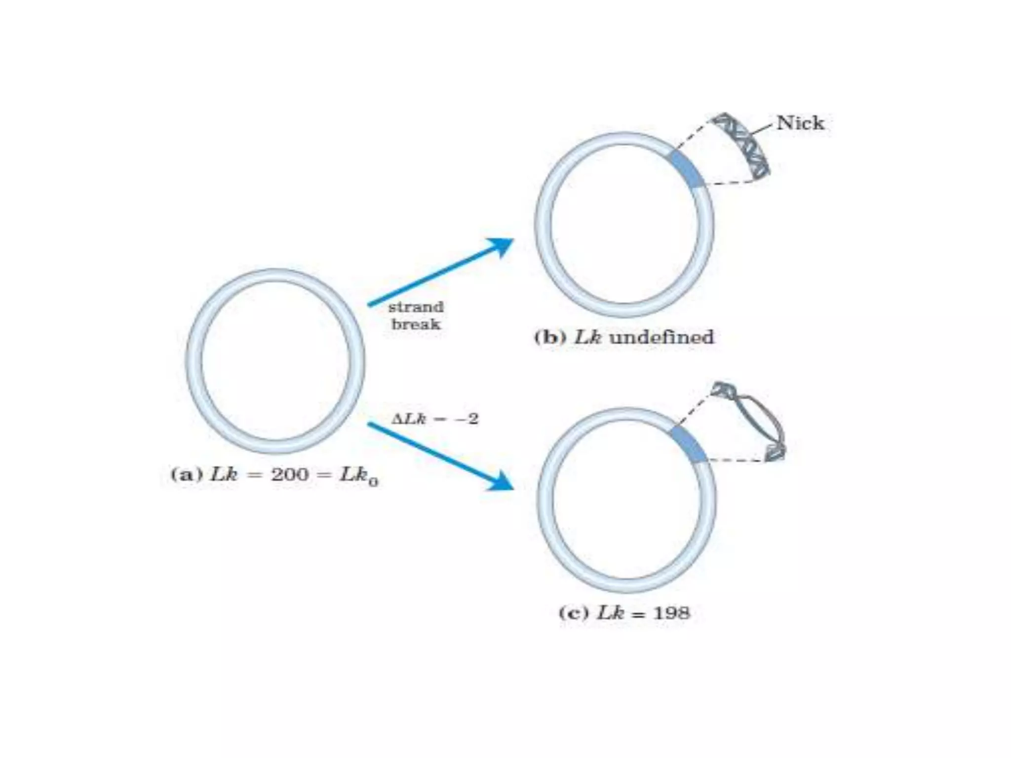 DNA Supercoiling.pptx