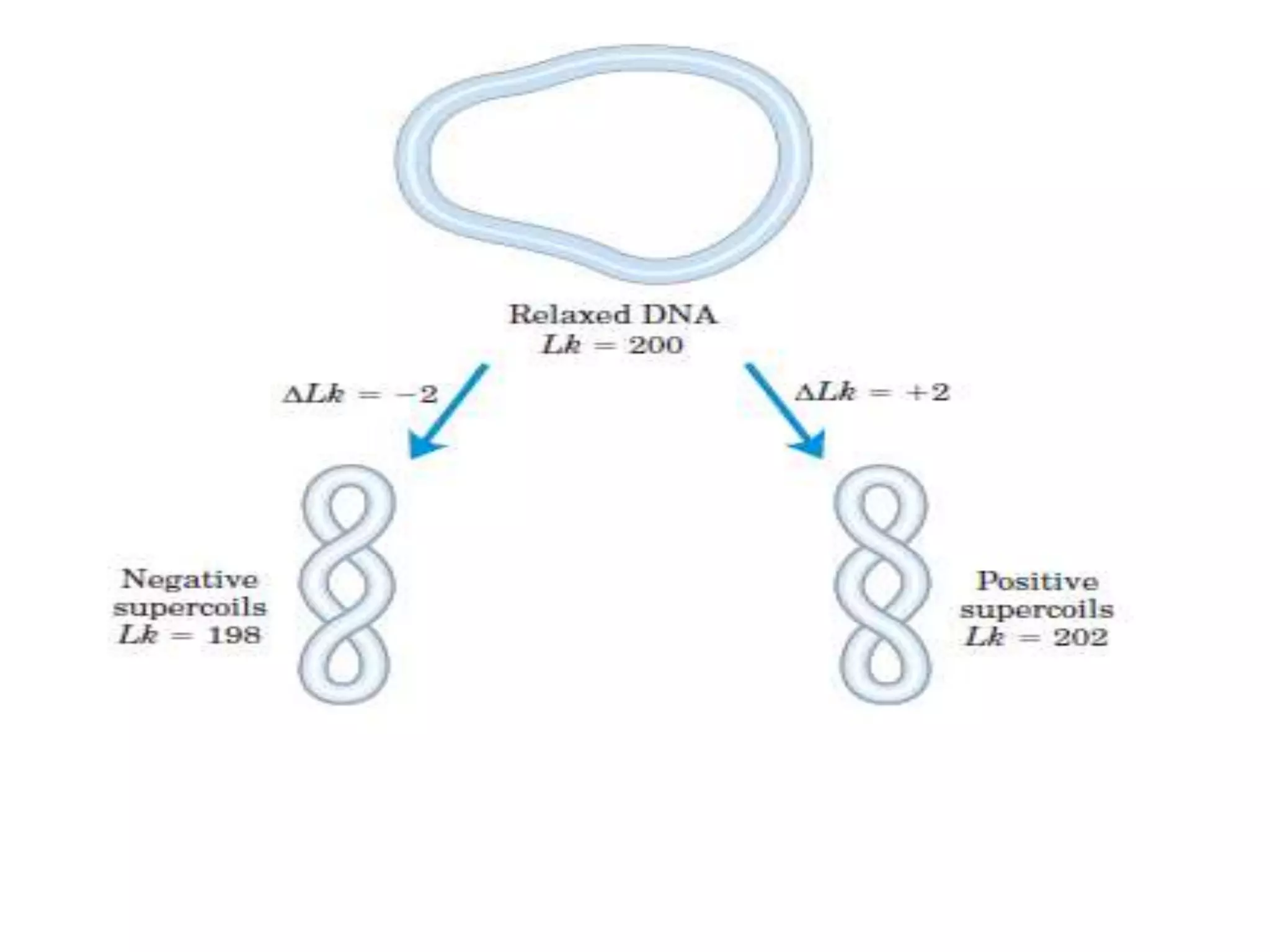 DNA Supercoiling.pptx