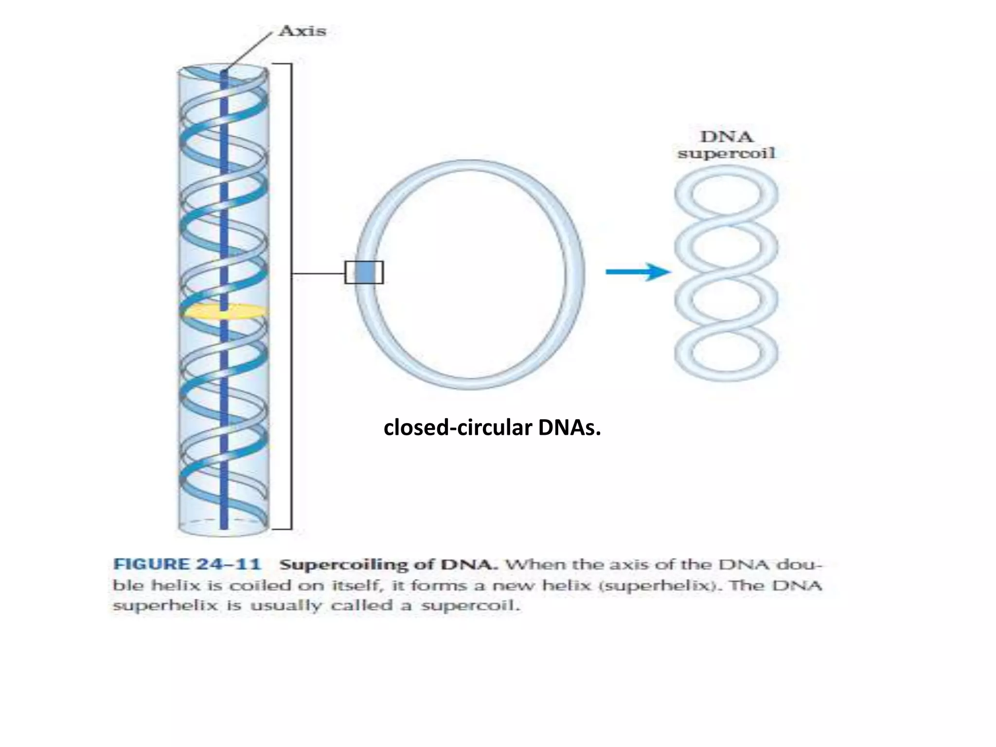 closed-circular DNAs.
 