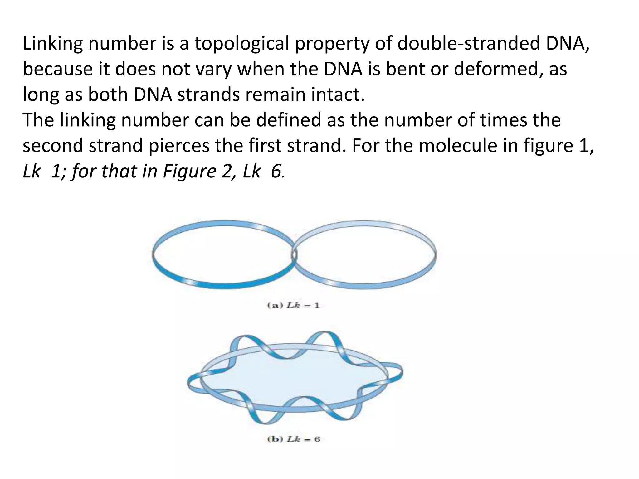 Linking number is a topological property of double-stranded DNA,
because it does not vary when the DNA is bent or deformed, as
long as both DNA strands remain intact.
The linking number can be defined as the number of times the
second strand pierces the first strand. For the molecule in figure 1,
Lk 1; for that in Figure 2, Lk 6.
 