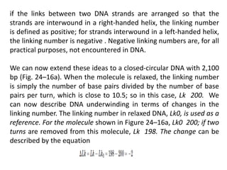 if the links between two DNA strands are arranged so that the
strands are interwound in a right-handed helix, the linking number
is defined as positive; for strands interwound in a left-handed helix,
the linking number is negative . Negative linking numbers are, for all
practical purposes, not encountered in DNA.
We can now extend these ideas to a closed-circular DNA with 2,100
bp (Fig. 24–16a). When the molecule is relaxed, the linking number
is simply the number of base pairs divided by the number of base
pairs per turn, which is close to 10.5; so in this case, Lk 200. We
can now describe DNA underwinding in terms of changes in the
linking number. The linking number in relaxed DNA, Lk0, is used as a
reference. For the molecule shown in Figure 24–16a, Lk0 200; if two
turns are removed from this molecule, Lk 198. The change can be
described by the equation
 