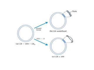 DNA Supercoiling.pptx