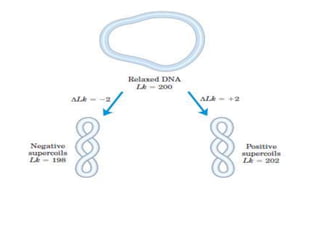 DNA Supercoiling.pptx