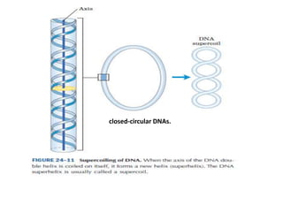 closed-circular DNAs.
 