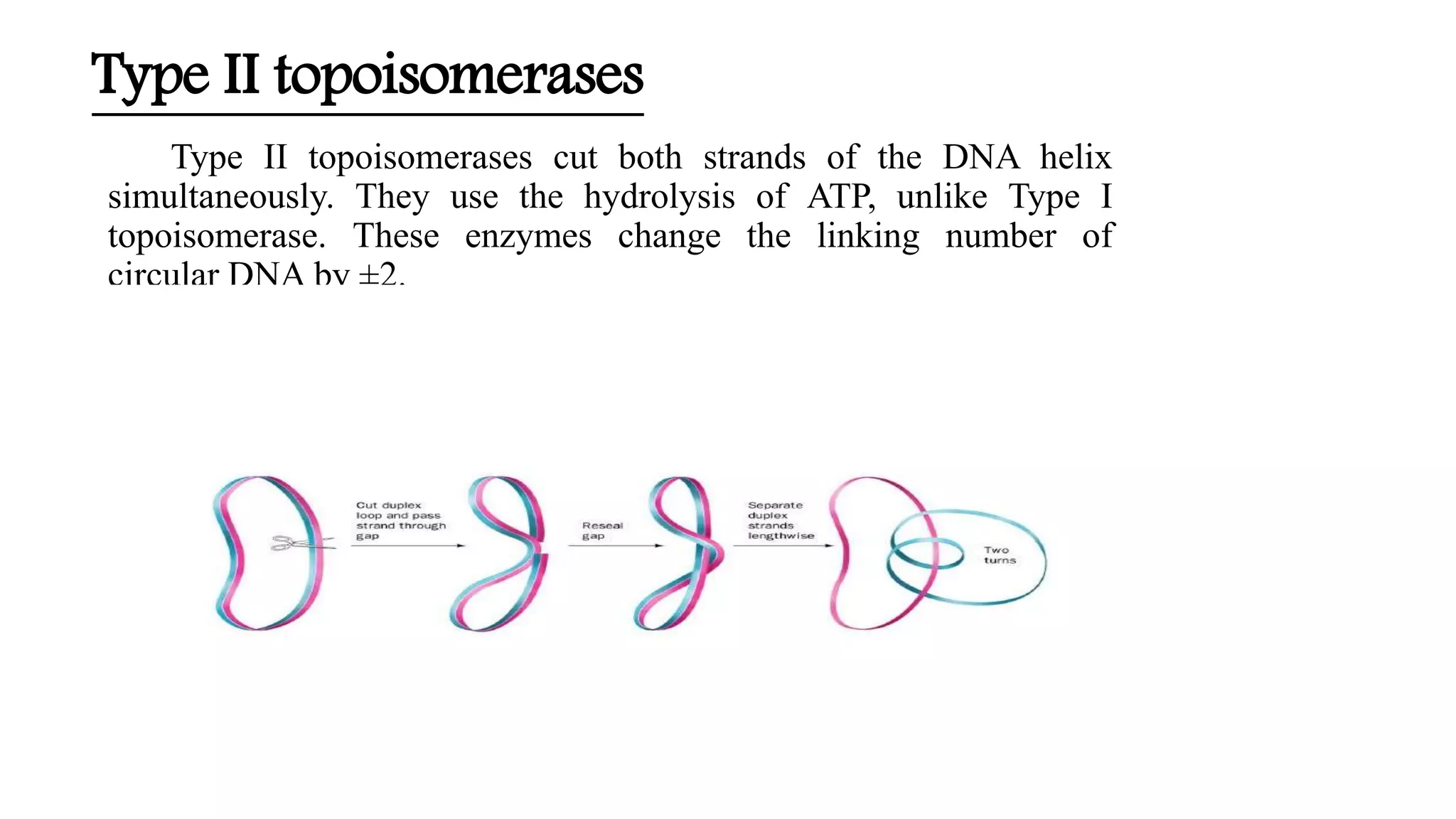 Dna supercoiling and role of topoisomerases | PPTX