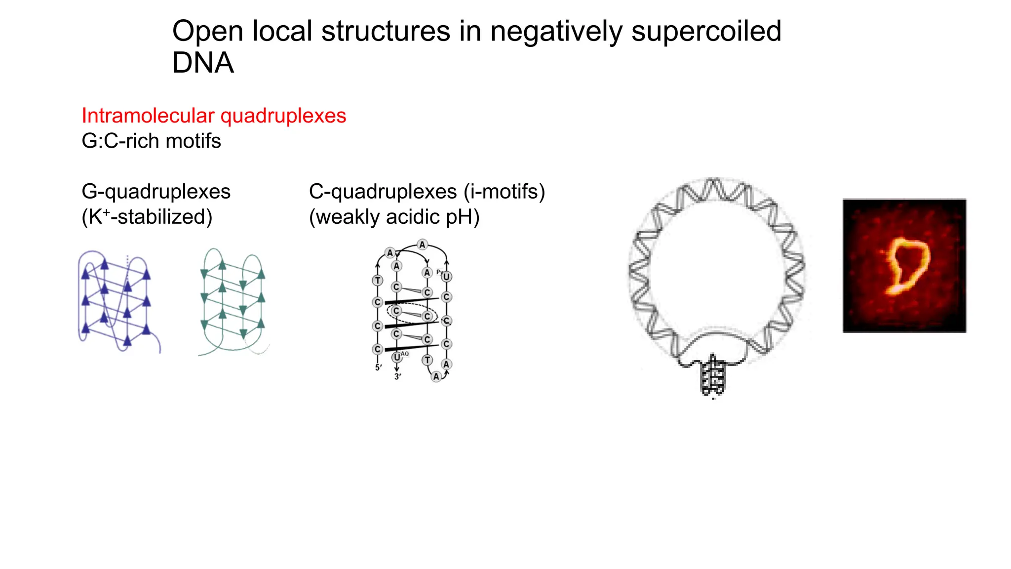 Open local structures in negatively supercoiled
DNA
Intramolecular quadruplexes
G:C-rich motifs
G-quadruplexes C-quadruplexes (i-motifs)
(K+-stabilized) (weakly acidic pH)
 