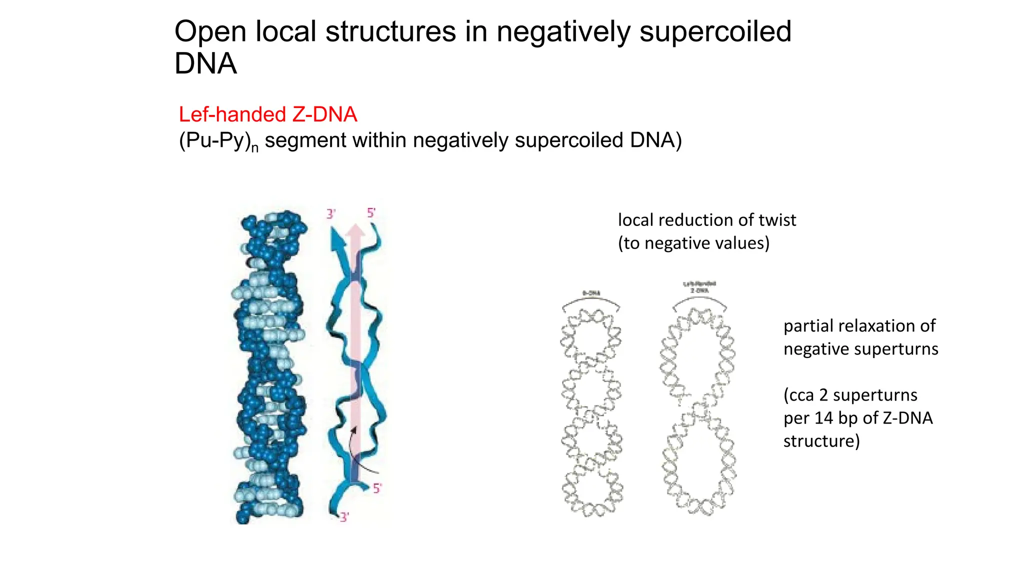 Open local structures in negatively supercoiled
DNA
Lef-handed Z-DNA
(Pu-Py)n segment within negatively supercoiled DNA)
local reduction of twist
(to negative values)
partial relaxation of
negative superturns
(cca 2 superturns
per 14 bp of Z-DNA
structure)
 