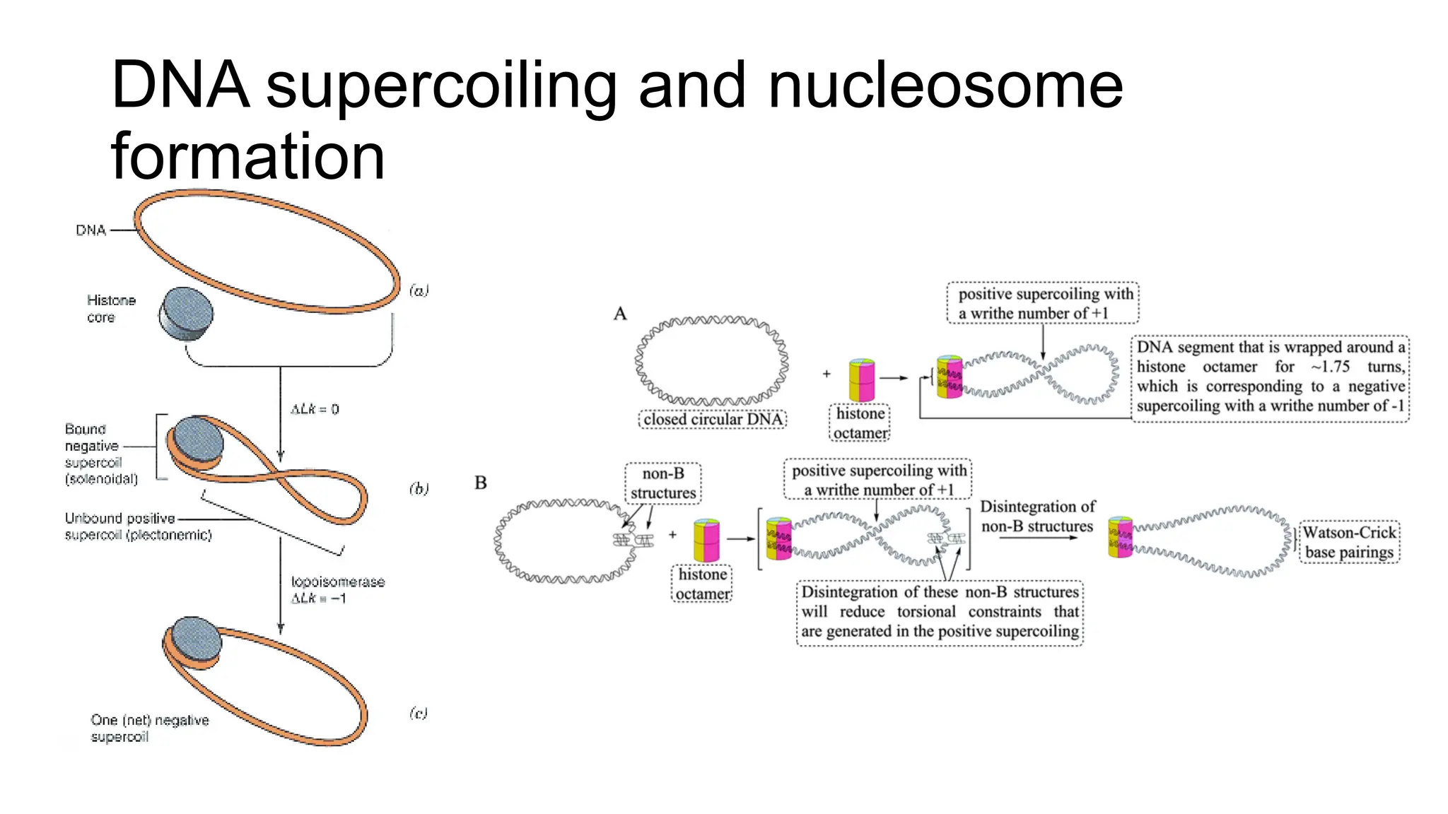 DNA supercoiling and nucleosome
formation
 