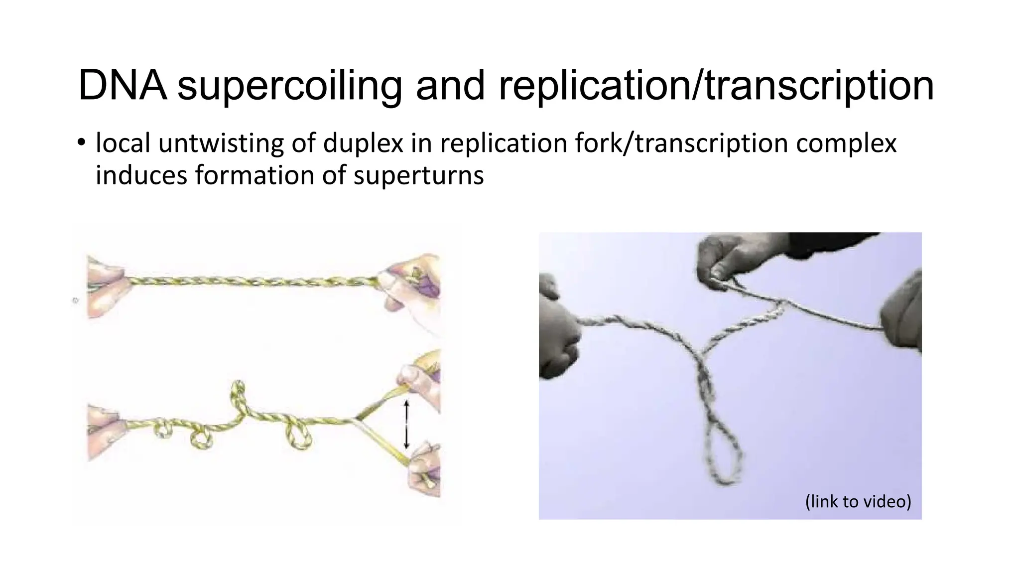 DNA supercoiling and replication/transcription
• local untwisting of duplex in replication fork/transcription complex
induces formation of superturns
(link to video)
 